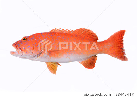 Akashin mebye Akashin mebye 58443417