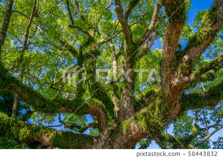 Ako Oishi Shrine Ako Oishi Shrine 58443832