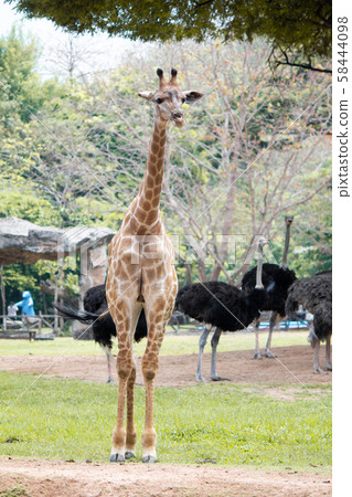 Giraffes on the ground in the tropics. Giraffes on the ground in the tropics. 58444098