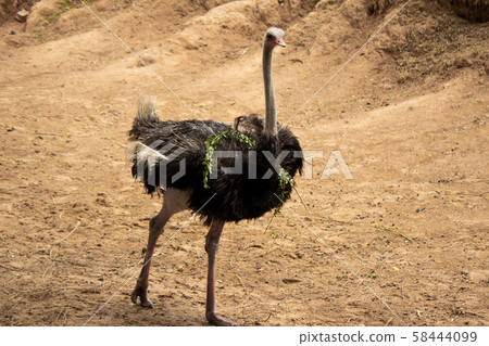 Ostrich walking on the ground. Ostrich walking on the ground. 58444099