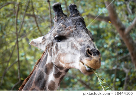 Giraffes that are eating trees at daytime. Giraffes that are eating trees at daytime. 58444100