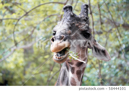 Giraffes that are eating trees at daytime. Giraffes that are eating trees at daytime. 58444101