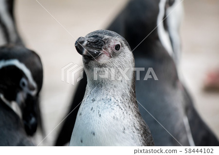 Flock of penguins in nature. Flock of penguins in nature. 58444102