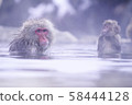 Snow Monkey Nagano 58444128