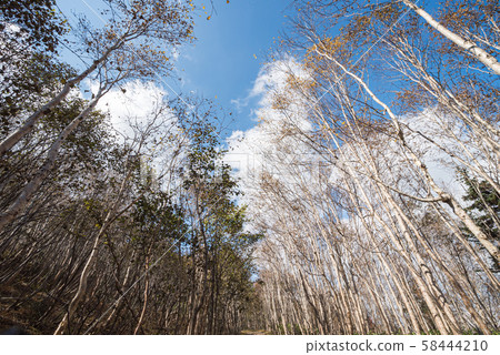 藍天和秋天北海道森林-大雪山人參北海道 藍天和秋天北海道森林-大雪山人參北海道 58444210
