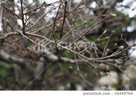 袋鼠與落葉 58444764