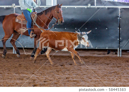 Calf Roping At An Australian Outback Rodeo 58445383