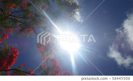 太陽和火焰樹 太陽和火焰樹 58445509