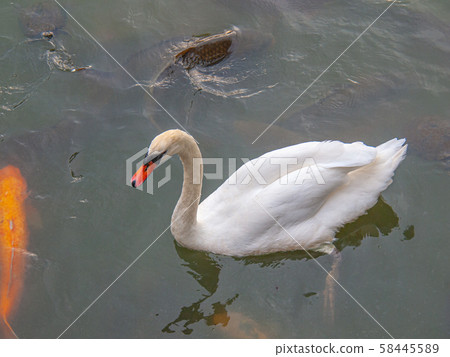 Swan_1 Swan_1 58445589