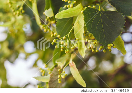 Branch of linden tree with green flowers not 58446419