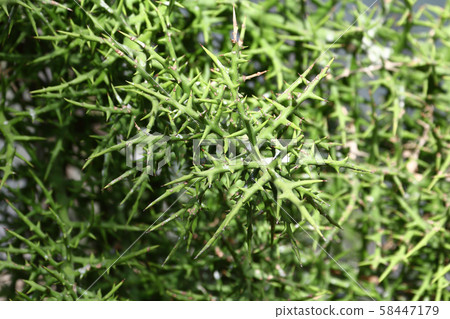 Terrible thorn plant 58447179