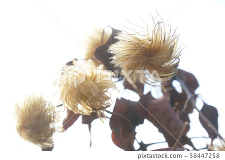 Autumn, clematis seed fluff of vines ... 1 58447258