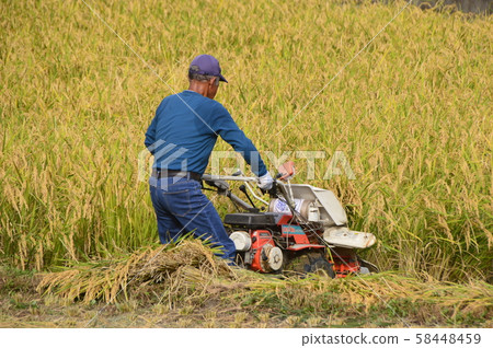 At the time of rice harvesting, Tokyo Hachioji At the time of rice harvesting, Tokyo Hachioji 58448459