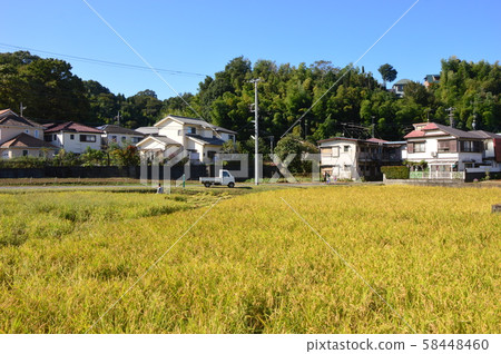 At the time of rice harvesting, Tokyo Hachioji At the time of rice harvesting, Tokyo Hachioji 58448460