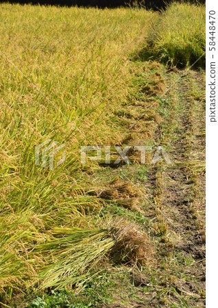 At the time of rice harvesting, Tokyo Hachioji At the time of rice harvesting, Tokyo Hachioji 58448470