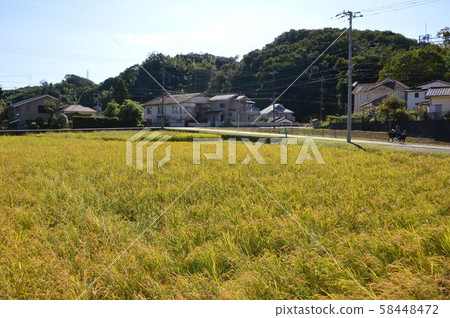At the time of rice harvesting, Tokyo Hachioji At the time of rice harvesting, Tokyo Hachioji 58448472
