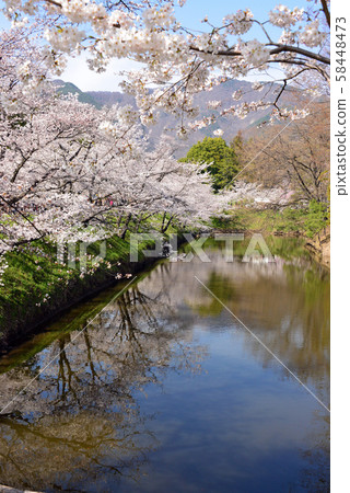Shinshou Ueda castle and cherry blossoms Shinshou Ueda castle and cherry blossoms 58448473