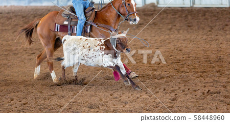Calf Roping At An Outback Rodeo Calf Roping At An Outback Rodeo 58448960