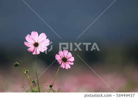 Cosmos 5579 Cosmos 5579 58449437