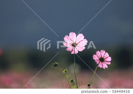 Cosmos 5581 Cosmos 5581 58449438
