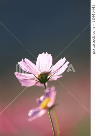 Cosmos 5597 Cosmos 5597 58449442