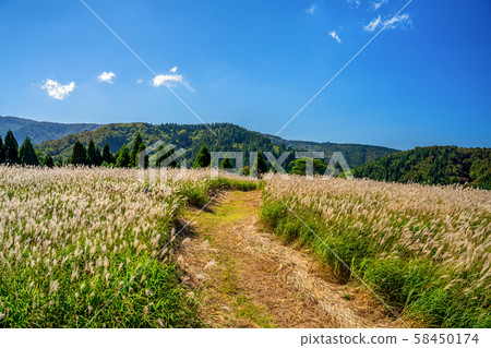 Susukino of the Kamiyama plateau 58450174