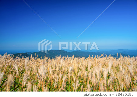 Susukino of the Kamiyama plateau 58450193