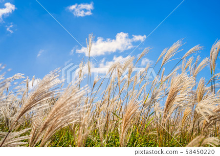 神山高原的薄野 58450220