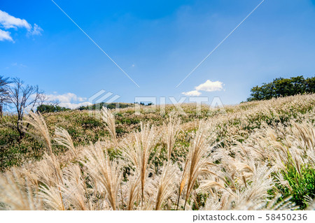 Susukino of the Kamiyama plateau Susukino of the Kamiyama plateau 58450236