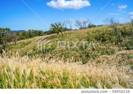 Susukino of the Kamiyama plateau Susukino of the Kamiyama plateau 58450238