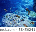 fish  58450241