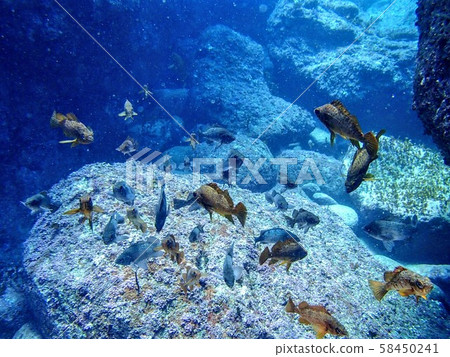 fish  58450241