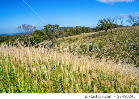 Susukino of the Kamiyama plateau 58450243