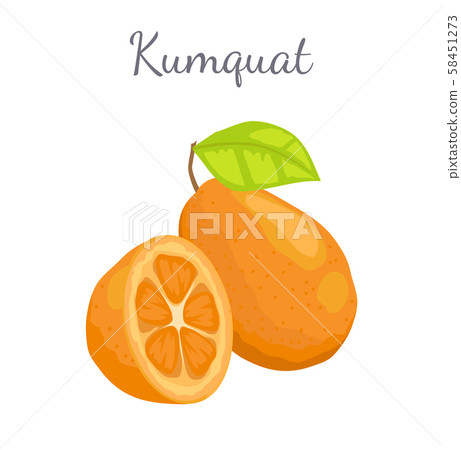 Kumquat Exotic Juicy Fruit Vector Isolated Citrus 58451273