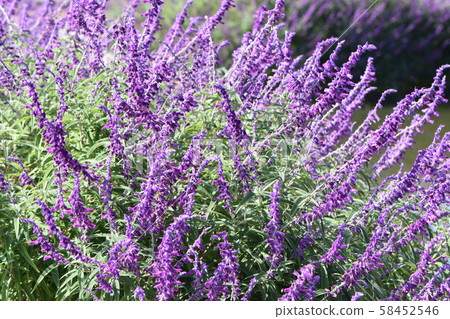 Flower Park Gangnam Flowers in the Autumn Blue Sky Flower Park Gangnam Flowers in the Autumn Blue Sky 58452546