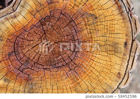 Close up of tree rings 58452596