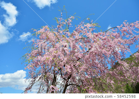 Cherry blossoms in blue sky Cherry blossoms in blue sky 58452598