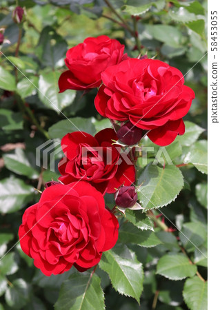 Mariandel Rose 58453055