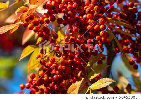 The fruit of Nakamado The fruit of Nakamado 58453305