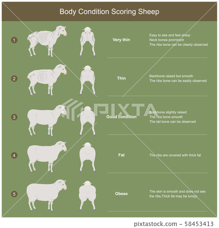The scoring body and structure loin area of sheep, 58453413