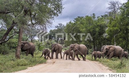 African bush elephant in Kruger National park, African bush elephant in Kruger National park, 58454132