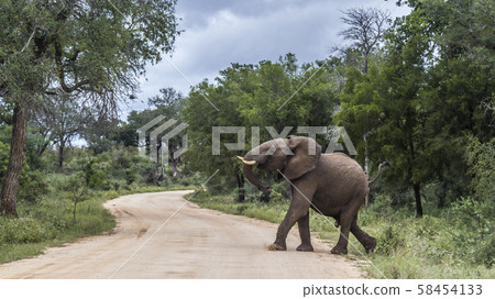 African bush elephant in Kruger National park, African bush elephant in Kruger National park, 58454133