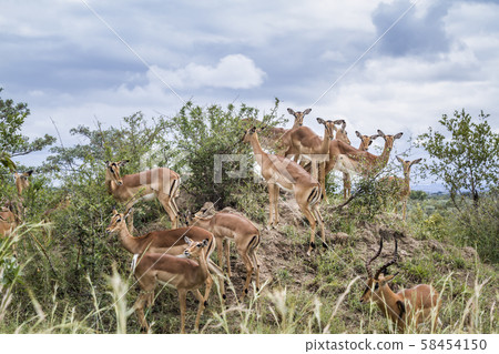 Common Impala in Kruger National park, South Common Impala in Kruger National park, South 58454150