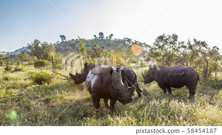 Southern white rhinoceros in Kruger National park, 58454187