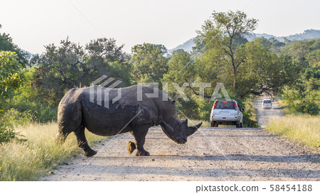 Southern white rhinoceros in Kruger National park, 58454188