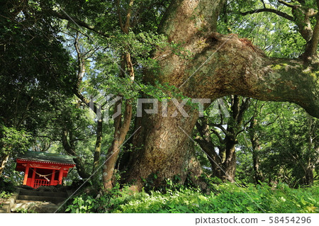 Senbon Kusunoki 58454296