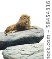獅子 58454316
