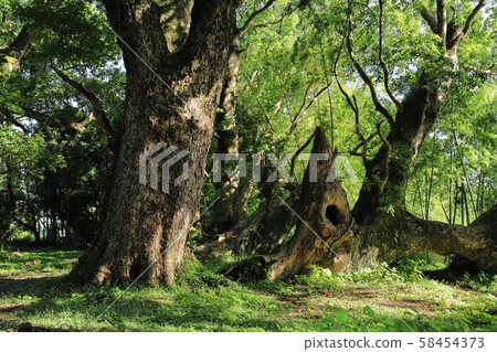 Senbon Kusunoki Senbon Kusunoki 58454373