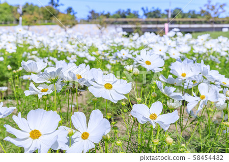 鮮味山坡公園秋天 鮮味山坡公園秋天 58454482