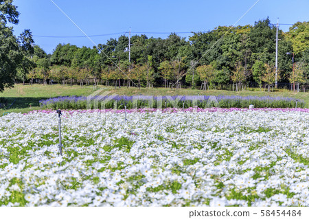 鮮味山坡公園秋天 58454484